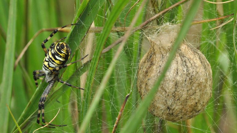 De ei-cocon van de wespspin hangt als een lampion tussen het gras