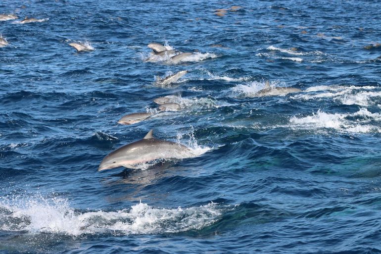 Groep Sarawakdolfijnen / dolfijnen van Fraser