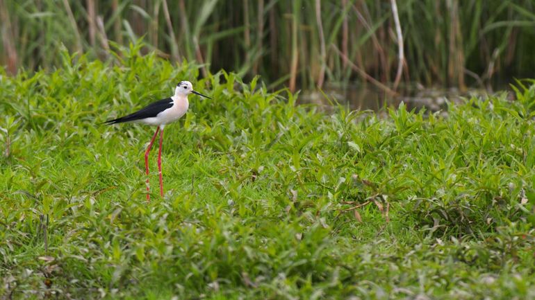 Steltkluten broeden in ondiepe plassen. Wisselingen in het waterpeil zijn een risico voor de nesten. 'Nesten' is trouwens een groot woord, want vaak worden de eieren met niet meer dan een beetje plantenmateriaal omgeven of op de kale grond gelegd