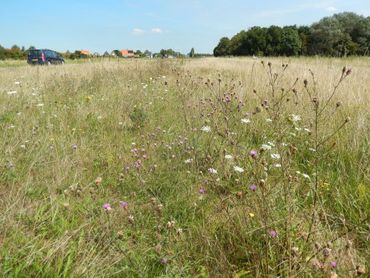 Ecologisch beheer zorgt voor meer biodiversiteit