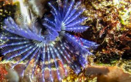 Ad Aleman Leadfoto: Kroontjesworm; deze vorm met mooie blauwe tentakelkransen komt relatief weinig voor