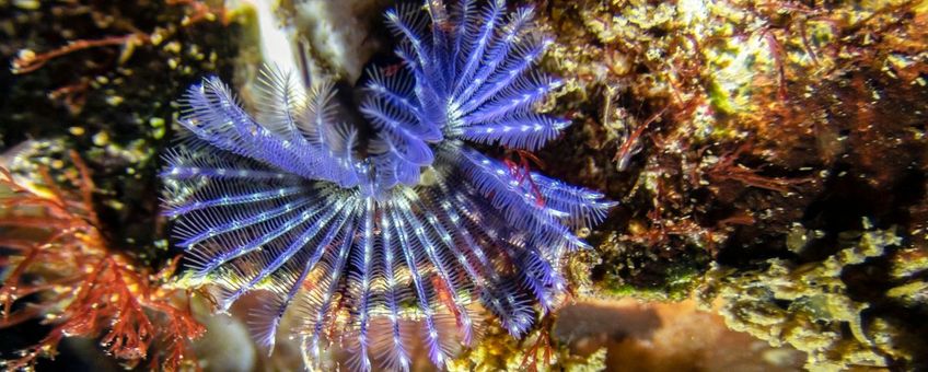 Leadfoto: Kroontjesworm; deze vorm met mooie blauwe tentakelkransen komt relatief weinig voor