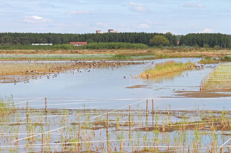 Aanleg rietmoeras in Waterrijk