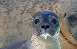 Jonge gewone zeehond met melkbaard