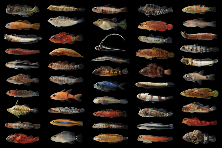 Vissoorten die zijn gevonden met FARMS