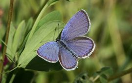 De Vlinderstichting Staartblauwtje