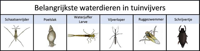 De belangrijkste soorten aangetroffen in tuinvijvers in 2021