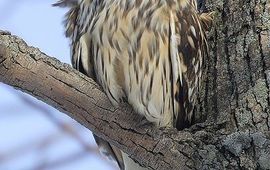 Vogelbescherming Nederland velduil