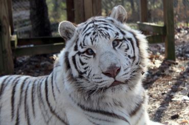 Witte tijger Saber