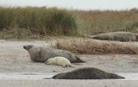 Sophie Brasseur Grijze zeehonden (exclusief eenmalig gebruik WMR)