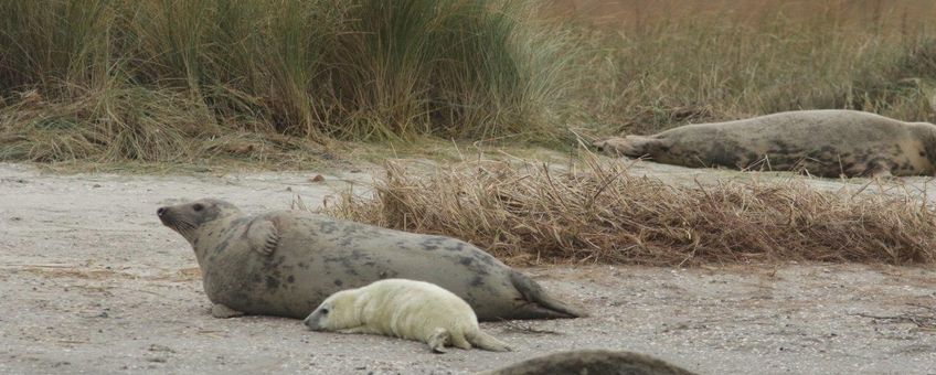 Grijze zeehonden (exclusief eenmalig gebruik WMR)