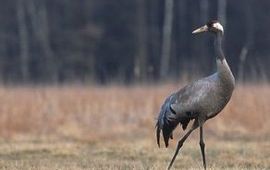 Marek Szczepanek grus grus gnu