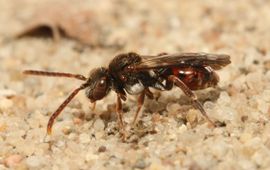 Ereprijsdwergwespbij (Nomada atroscutellaris) vrouwtje op Lunetten