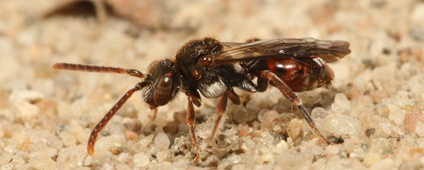 Ereprijsdwergwespbij (Nomada atroscutellaris) vrouwtje op Lunetten