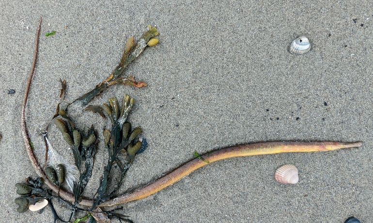 Adderzeenaald aangespoeld bij Westenschouwen. Familie van het Zeepaardje (en dus zeker geen slang). Ze bijten niet, maar zuigen onder andere minieme kreeftachtigen op met hun lange zuigsnuit. Net als zeepaardjes doen de mannetjes aan broedzorg en houden ze de jonkies enige tijd bij zich