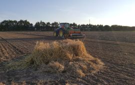 Nest bruine kiekendief in akker