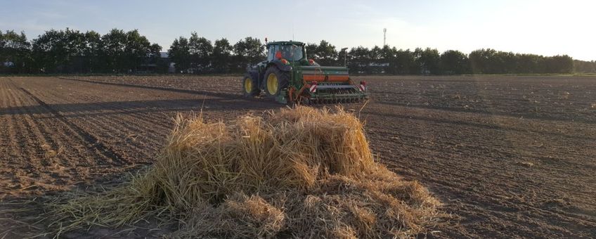 Nest bruine kiekendief in akker