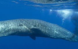 Walvis scheidt zeer voedingsrijke ontlasting uit.