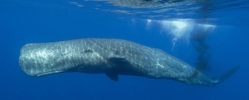 Walvis scheidt zeer voedingsrijke ontlasting uit.