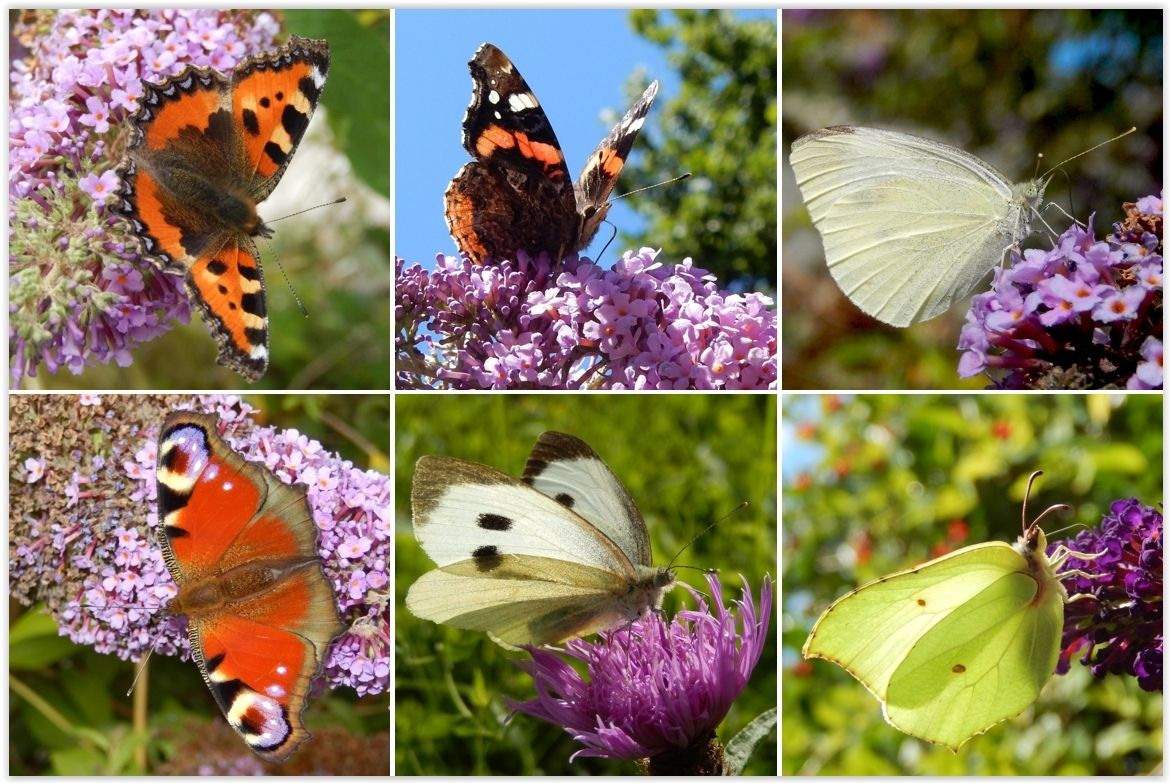 Nature Today Welke vlinders vliegen in uw tuin?