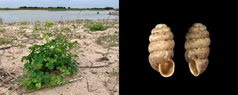 Links: Kleine ruit in het rivierengebied, Ooijpolder - Bisonbaai 18 augustus 2021; rechts leeg huisje van de Cilindrische korfslak uit een grondmonster verzameld op 30 september 2023 bij Millingen