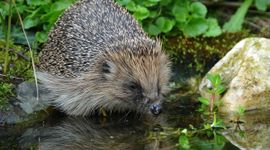 Egel drinkt water