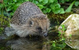 Egel drinkt water