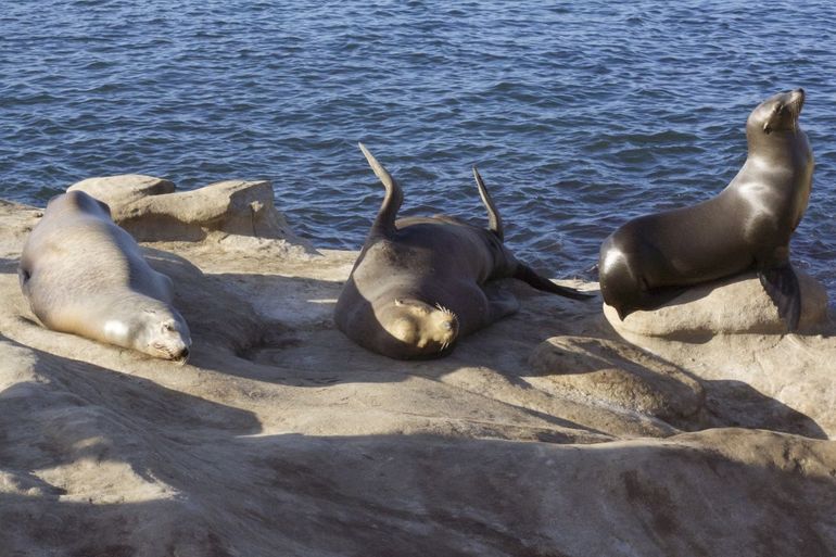 Sea lions are very social animals and can learn new skills from each other