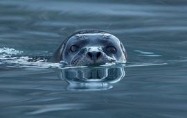 gewone zeehond bij Svalbard