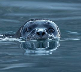 gewone zeehond bij Svalbard