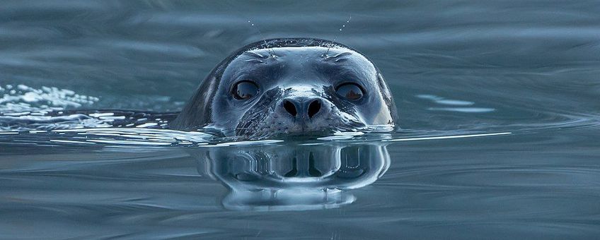 gewone zeehond bij Svalbard