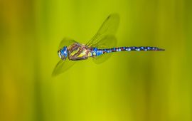 Aeshna mixta, Paardenbijter