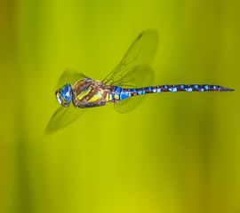 Aeshna mixta, Paardenbijter