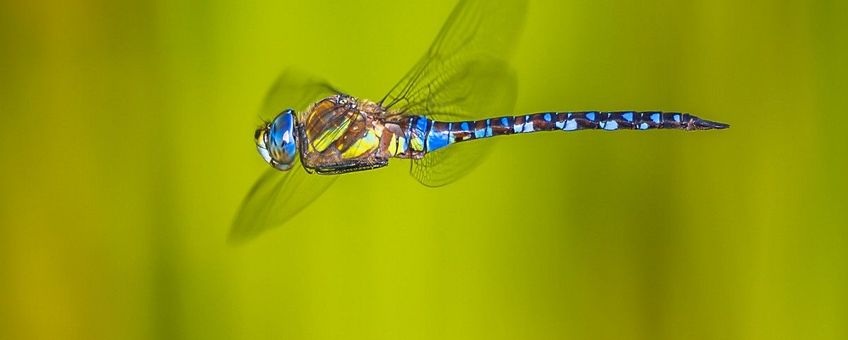 Aeshna mixta, Paardenbijter