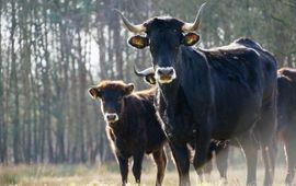 Twan Teunissen ARK TaurOs in het Kempen~Broek VOOR EENMALIG GEBRUIK