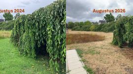 Verschil tussen een nat (augustus 2024) en zeer droog jaar (augustus 2026) op de vegetatie rondom sierkersen in Ede
