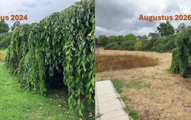 Verschil tussen een nat (augustus 2024) en zeer droog jaar (augustus 2026) op de vegetatie rondom sierkersen in Ede