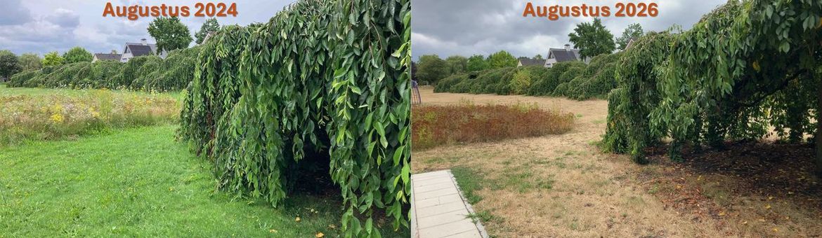 Verschil tussen een nat (augustus 2024) en zeer droog jaar (augustus 2026) op de vegetatie rondom sierkersen in Ede