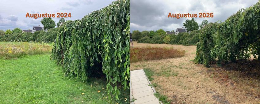 Verschil tussen een nat (augustus 2024) en zeer droog jaar (augustus 2026) op de vegetatie rondom sierkersen in Ede