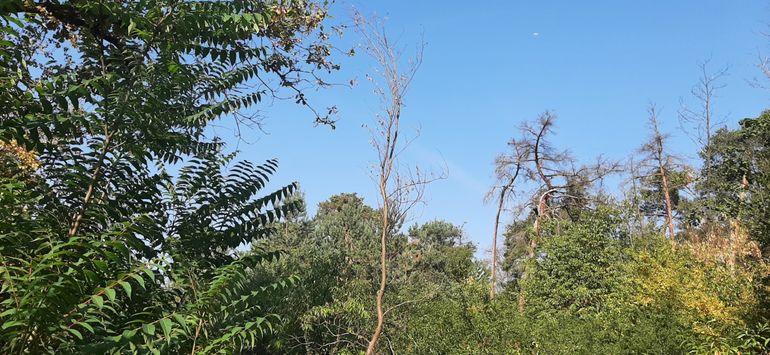 Stervend grovedennenbos op zand in Pfungstadt, Duitsland. Amerikaanse vogelkers en hemelboom herstellen het kronendak. Haagbeuk, winterlinde, esdoorn en Noorse esdoorn zijn aanwezig en zorgen op termijn voor verjonging onder de pionierboomsoorten