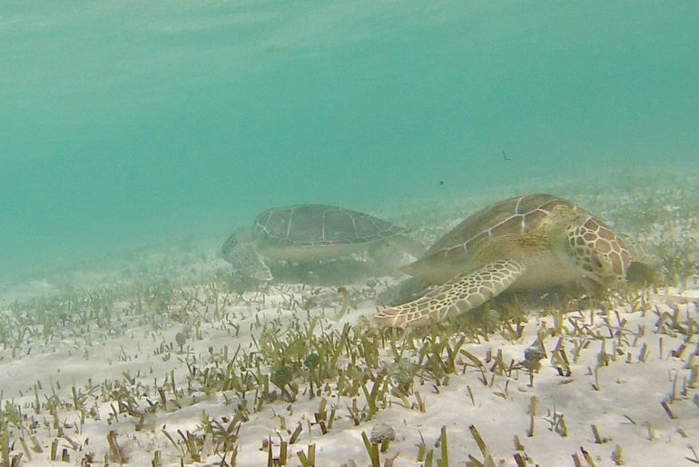 Grazing sea turtles