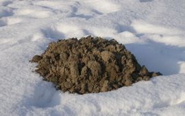 Molshoop in de sneeuw