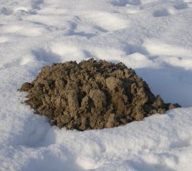 Molshoop in de sneeuw