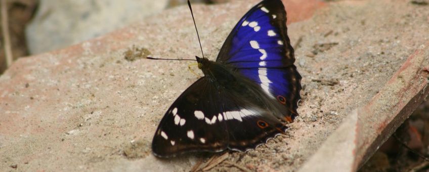 Grote weerschijnvlinder