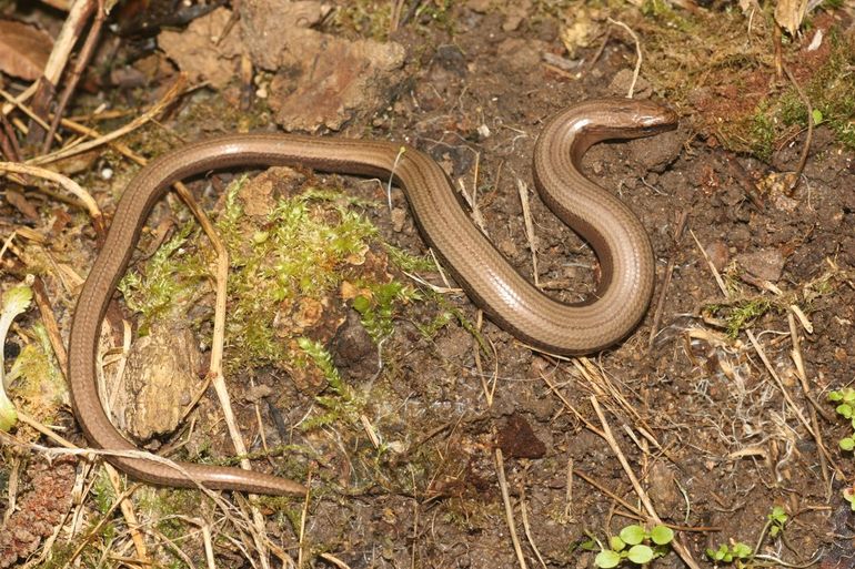 De hazelworm is een bruine hagedis zonder pootjes