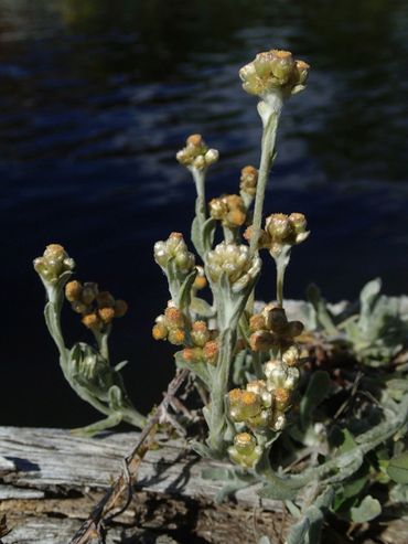 Bleekgele droogbloem, de Nederlandse edelweiss 