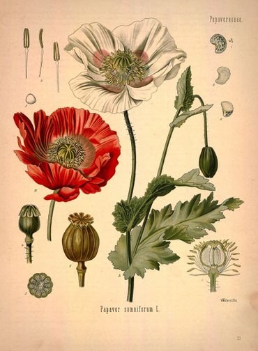 Papaver somniferum produceert morfine, een treffend voorbeeld van de plant als &lsquo;alchemist&rsquo;