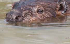 Richard Witte van den Bosch bever kop