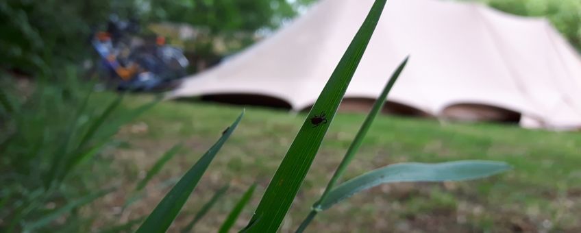 Teken op grassprietten, tent camping