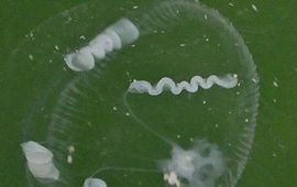 Hans de Blauwe, Belgische Strandwerkgroep Eutonina indicans, hydroïdpoliep